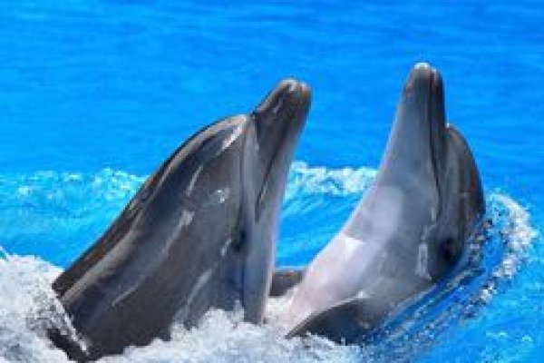 Наблюдение за дельфинами на Мальдивах