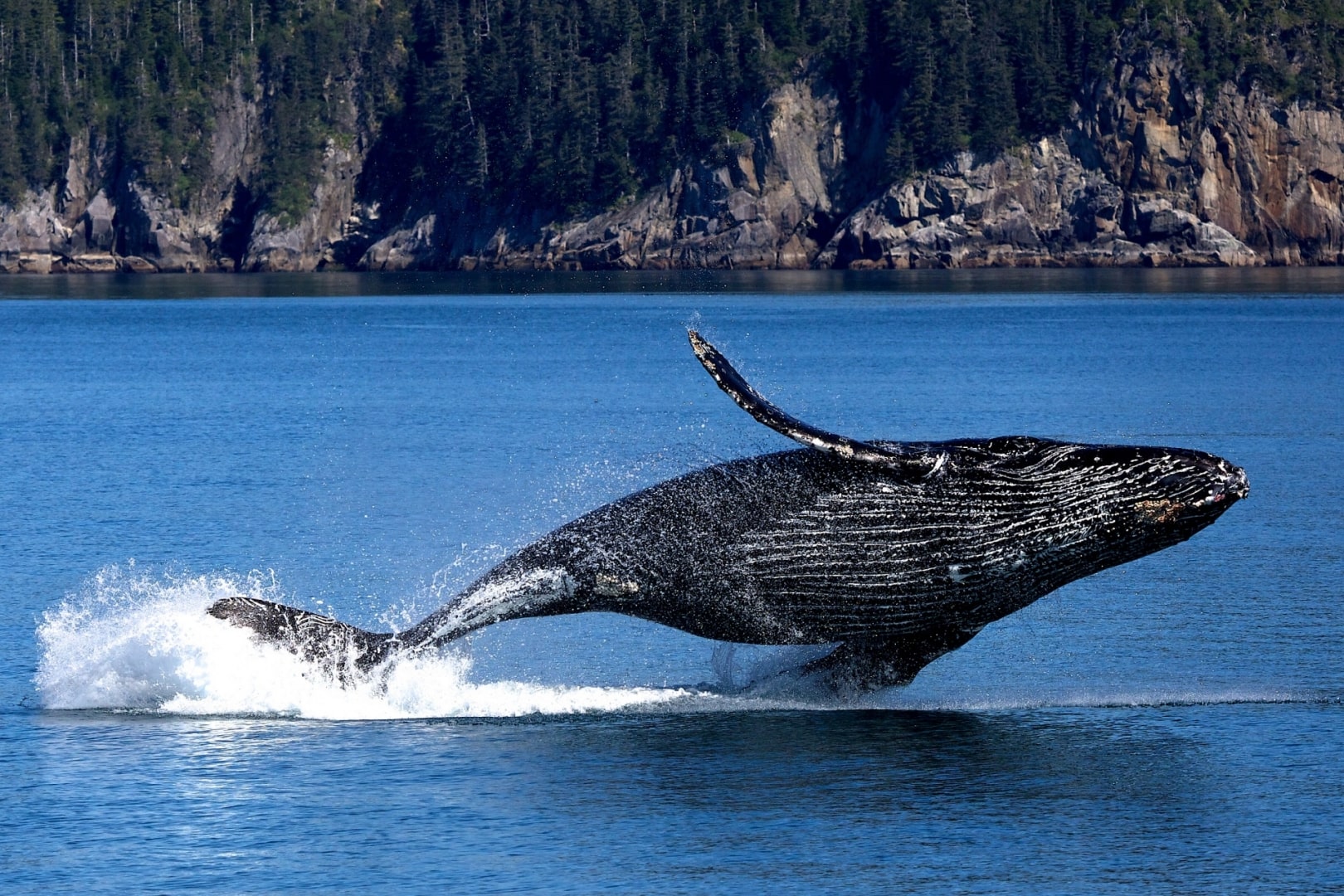 Наблюдение за китами - где можно увидеть китов?